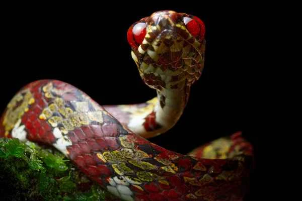 Five new snake species discovered in Latin America: DiCaprio's snail-eating snake and its friends