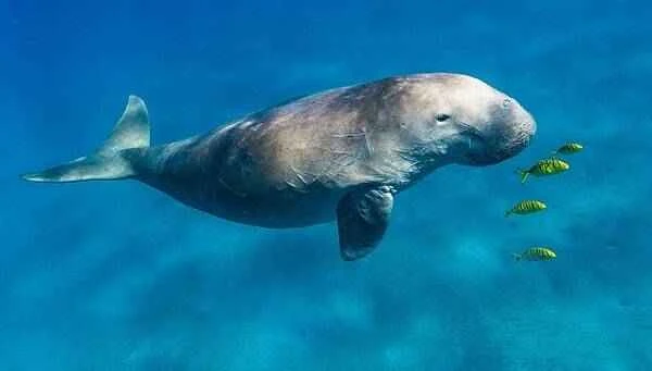 The origin and evolutionary history of dugongs