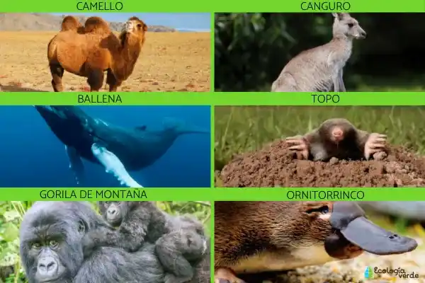 Types, characteristics, and examples of mammals