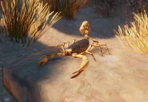 The world's largest scorpion: the giant desert scorpion