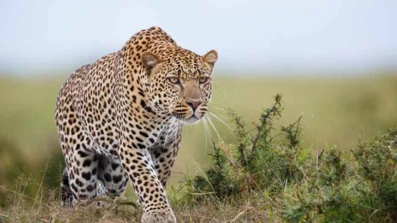 Leopard: The Secret Hunter of the Jungle