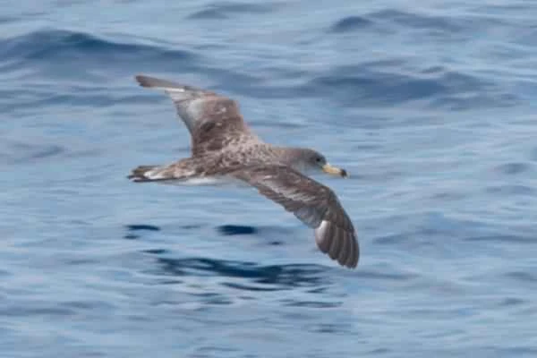 Mediterranean seabirds – Corriere's petrel