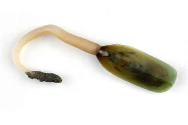 The oldest living organism on Earth