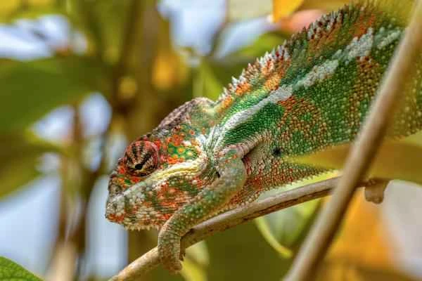 Types of Chameleons - Leopard Chameleon