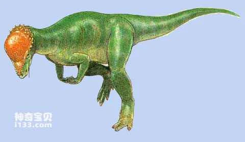 Characteristics and habits of the swollen-headed dinosaur