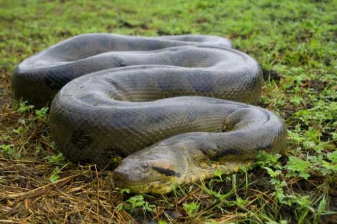 What is the longest snake in the world? Unveiling the astonishing truth about the king of giant snakes!