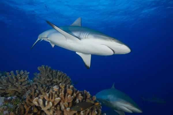 Endangered shark – Grey Reef Shark