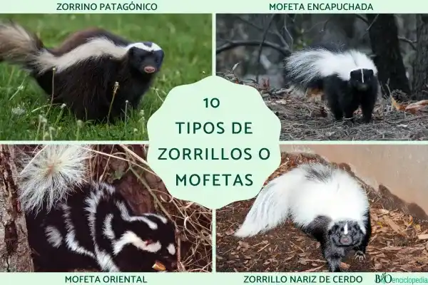 10 species of skunks (also known as skeletal badgers/mofitta): Names, distributions, and main characteristics