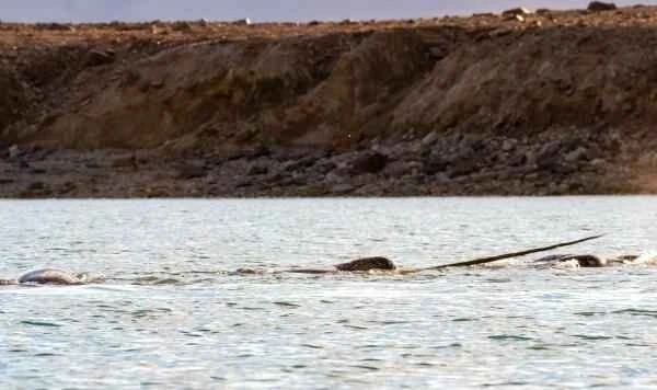 Narval: Características, dónde vive and qué come - Comportamiento del narval