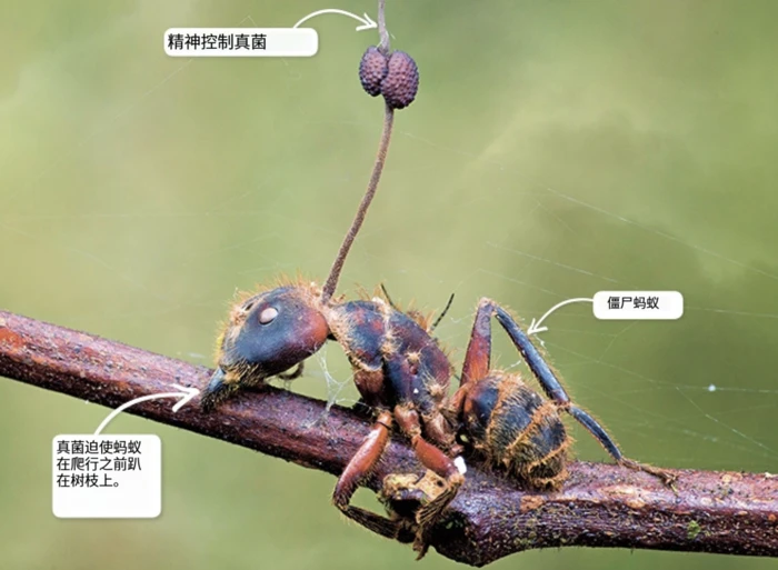 Fire ant brain fungi: Unveiling the secrets of Cordyceps sinensis formation