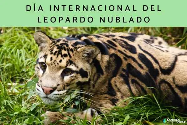 Introduction to International Day of the Clouded Leopard and Conservation Guide: Why the Clouded Leopard is Endangered and How to Help Its Survival