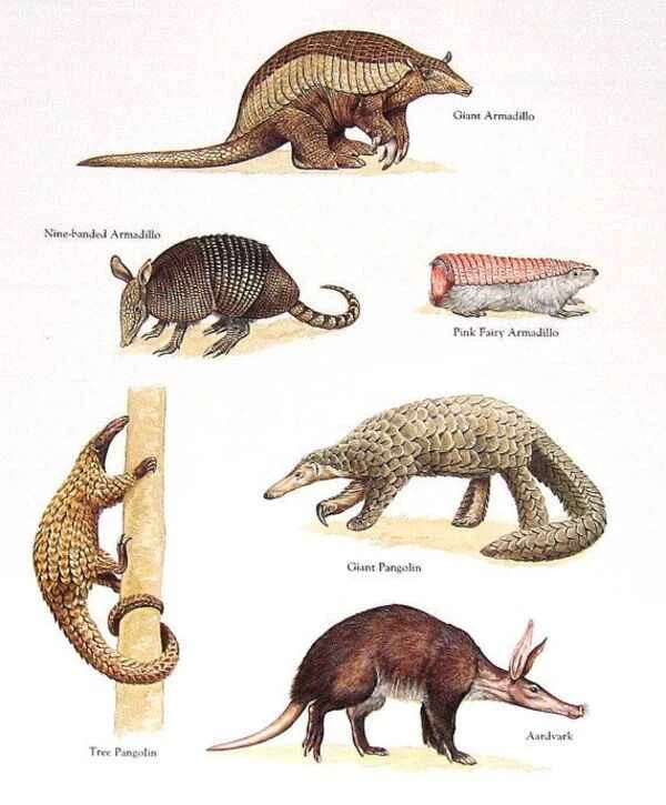 Which animals eat ants? Learn more about these amazing ant-preying creatures.