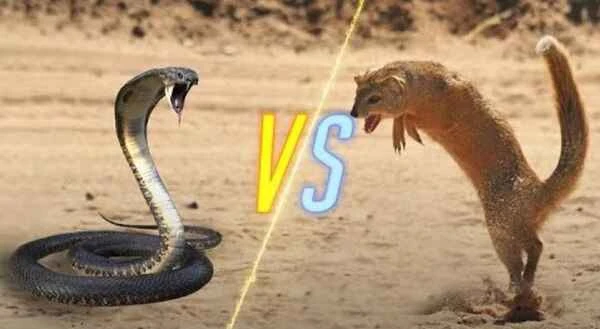 Meerkats vs. Cobras: Unveiling Nature's Most Thrilling Showdown