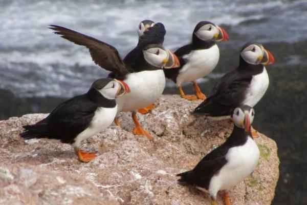 Frailecillo atlántico: características, hábitat and alimentación - Hábitat del frailecillo atlántico