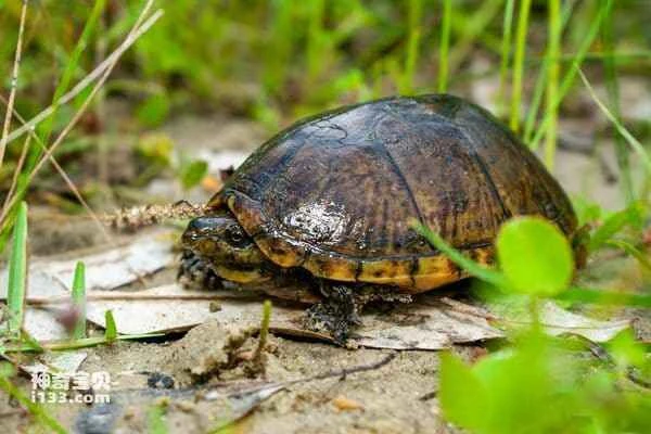 The world's ten smallest turtles, miniature sprites of the shallows.