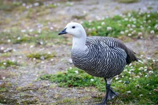 Types of geese - Magellanic goose or Kärque goose (Chloephaga picta)