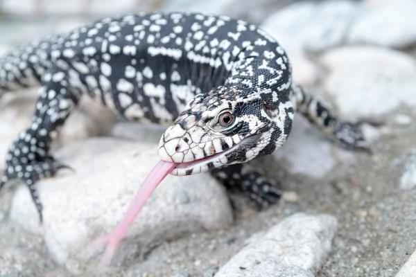 Argentine reptiles - Overo lizard