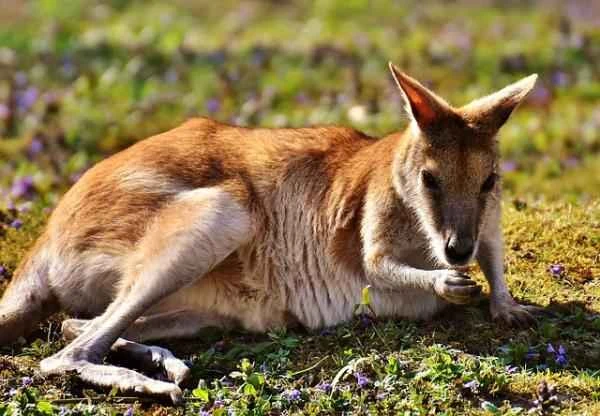Kangaroo: Distribution and Diet
