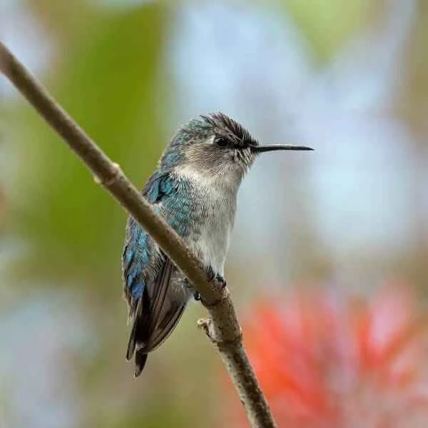 The world's ten smallest birds—I bet you only know the hummingbird.