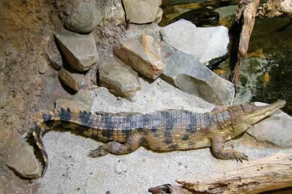 Endangered Crocodile - Critically Endangered African Slender-nosed Crocodile