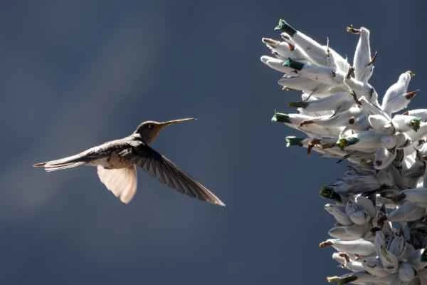 Animales de la sierra peruana - Colibrí gigante (Patagona peruviana)