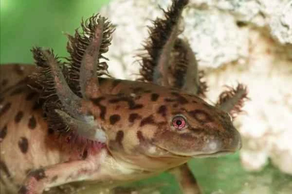 Animals en peligro de extinción en Puebla - Ajolote de Alchichica (Ambystoma taylori)