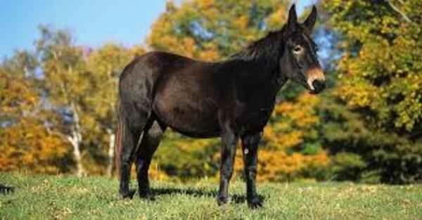 Mules and Donkeys: Unveiling the Mysteries of These Unique Hybrids