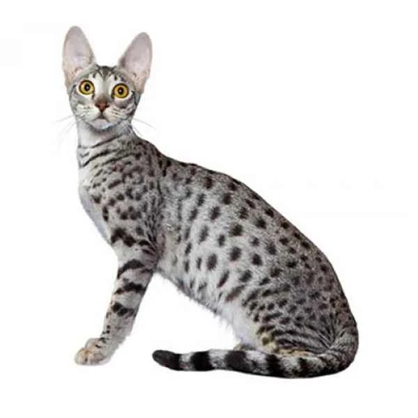 Comprehensive Guide: Do Savannah Cats Have a Smell? Understanding Pet Odor and How to Manage It