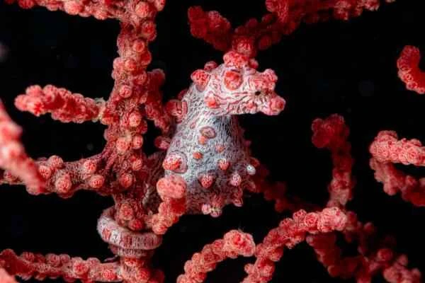Tipos de caballitos de mar - Caballito de mar pigmeo (Hippocampus bargibanti)