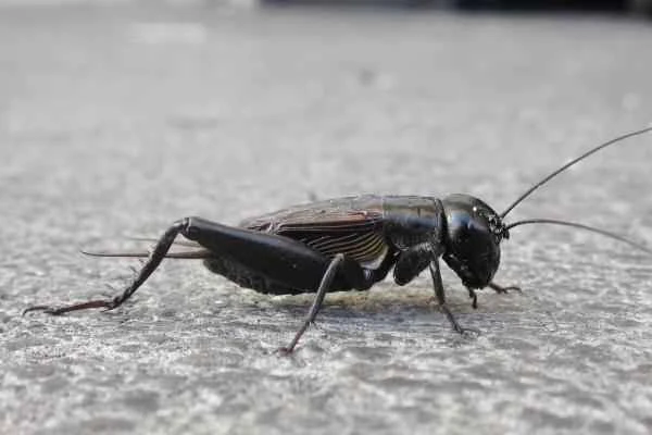 Tipos de grillos - Grillo de campo de otoño (Gryllus pennsylvanicus)