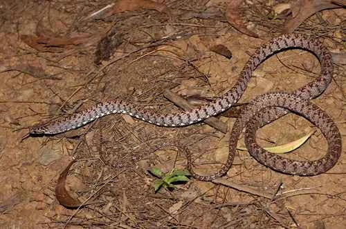 Boiga jaspidea (Japonica jasper): A Comprehensive Guide