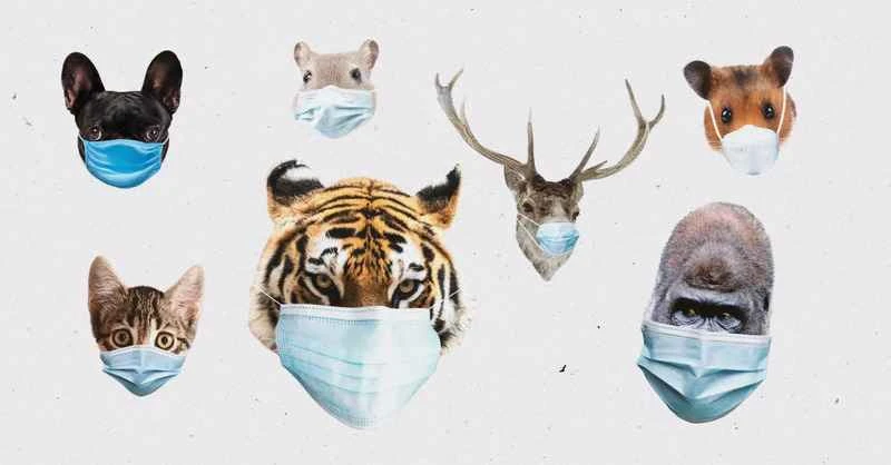 Can animals get COVID-19? A comprehensive understanding of COVID-19 in animals.