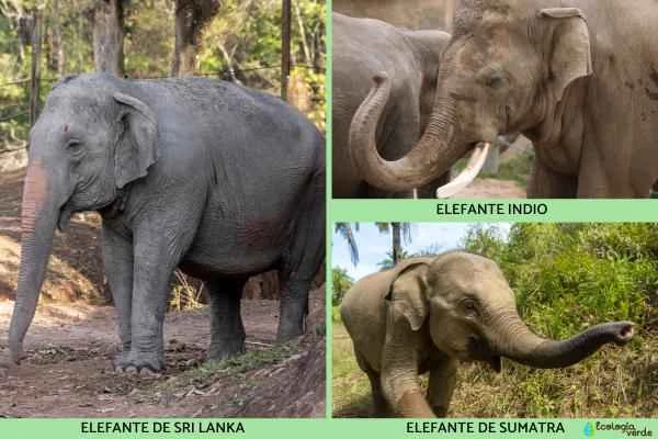 Elephant species - Asian elephant