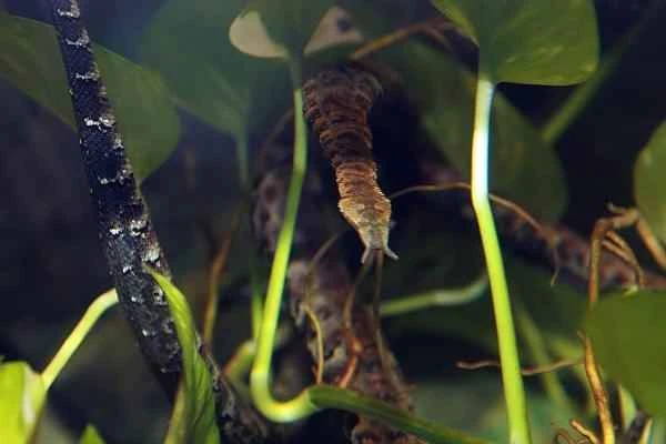 Animales con tentaculos - Serpiente de tentaculos (Erpeton tentaculatum)