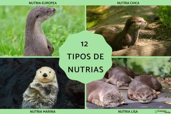 A Comprehensive Guide to 12 Otter Species: European Otter, Giant Otter, Sea Otter, and More