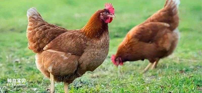 A hen that crows should be killed (What is the symbolic meaning of a hen crowing?)