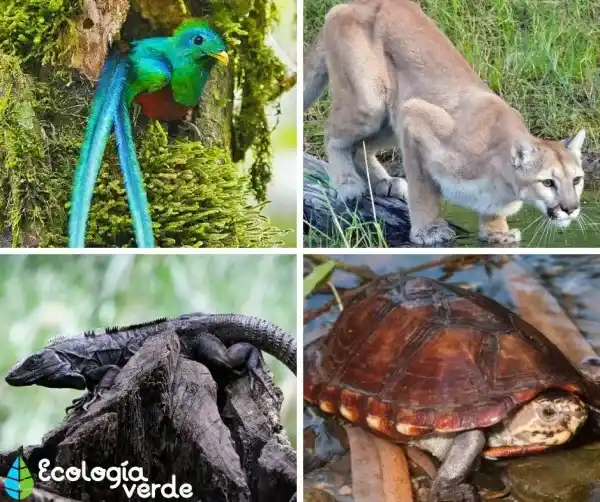 Guatemala's List of Endangered Animals (15+): Species Overview, Threats, and Distribution