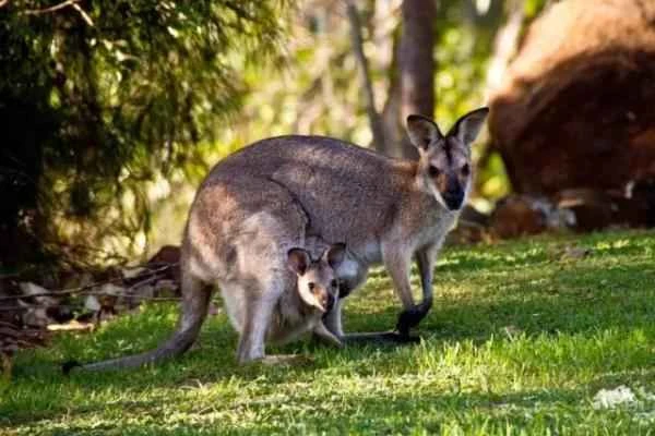 Animales bípedos: definición and ejemplos - Canguros (familia Macropodidae)