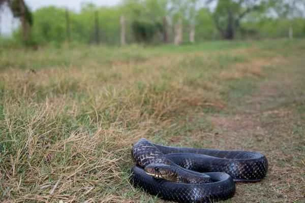 Serpientes de Yucatán - Serpiente índigo (Drymarchon melanurus)