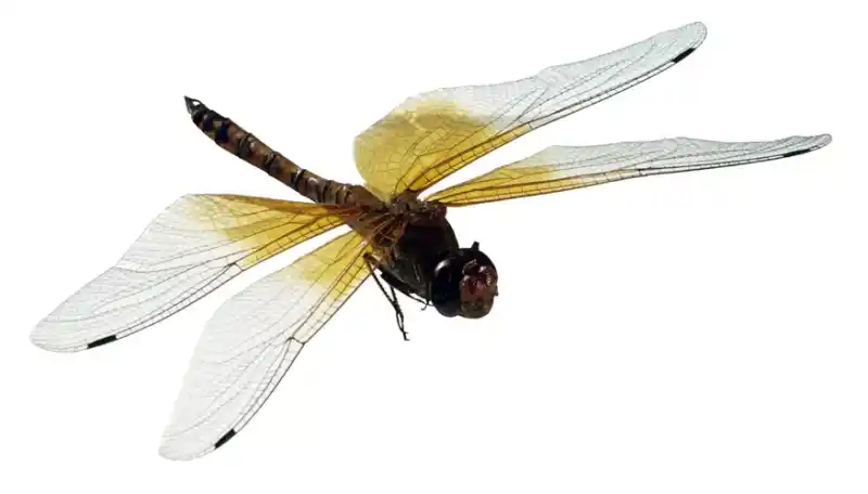 Understanding Dragonfly Predators