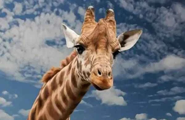 The tallest land animal on Earth