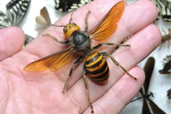 Chinese Animals - Asian Giant Bumblebee