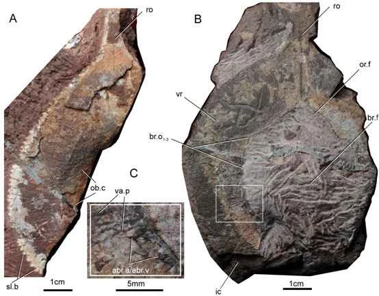 Three lifestyles of armored fish during the Early Devonian Bragg stage