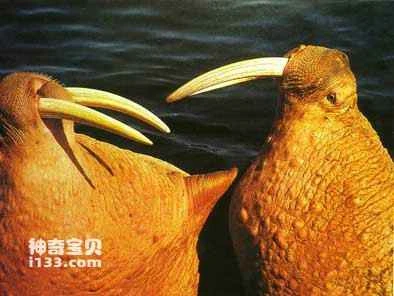 Walruses' Habits