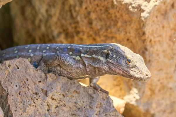 Lizard species - Canary Islands lizards