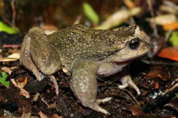 Animals of Patagonia - Rana palmada de arroyo