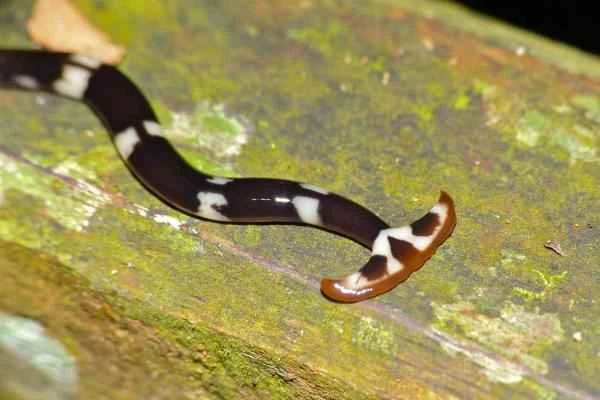 Animales que se regeneran - Planarias (Planaria spp.)