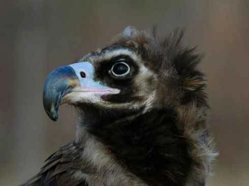 The heaviest bird that can fly over Mount Everest