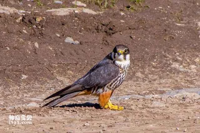 What kind of bird was hunted in the "college student bird-stealing case"?