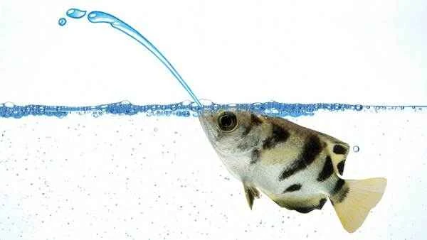 Fish that spray water: Strange behaviors in the underwater world
